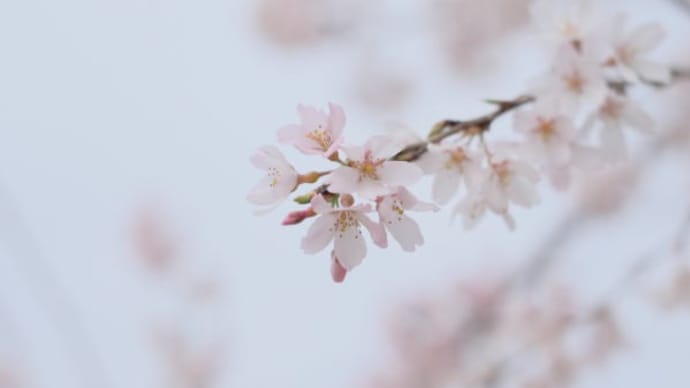 薄墨桜