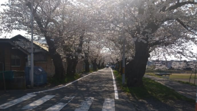 西部　大川茨島の桜