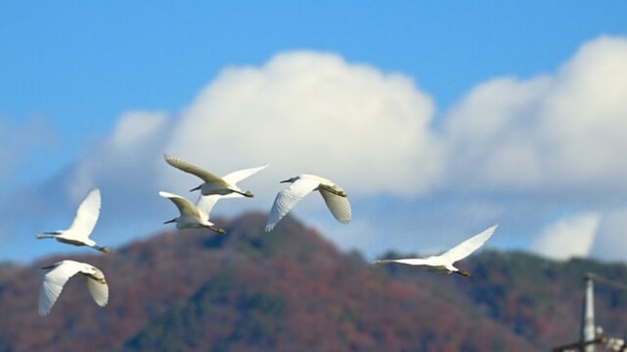飛んでいる姿の写真は白鳥と似た雰囲気が