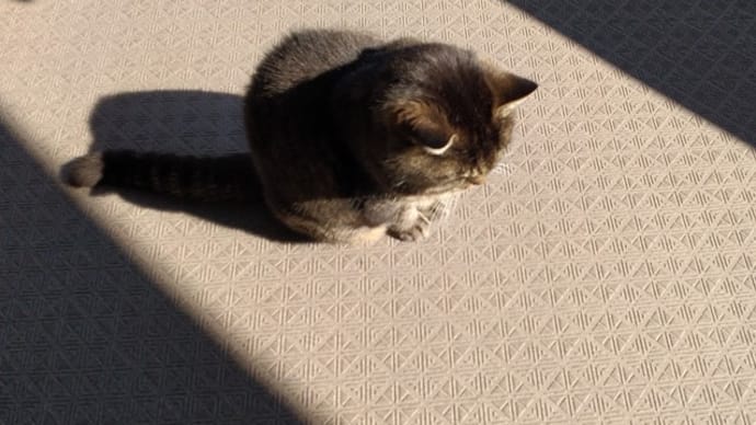 陽だまりを求めて