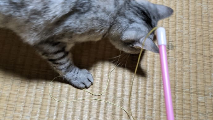 ひもじゃらしとか他猫の空似とか