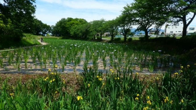赤堀しょうぶ園2021