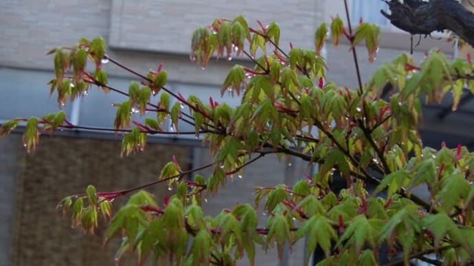 雨上がりの植物