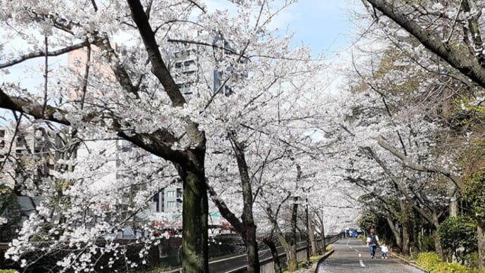 水路脇の遊歩道から猿江恩賜公園の桜