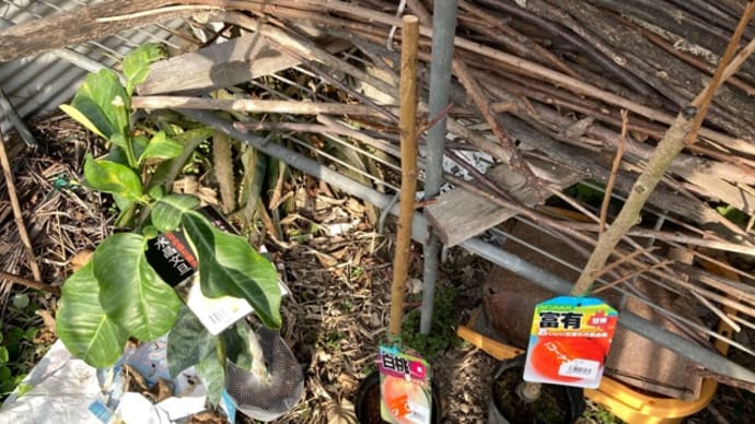 《家庭菜園》カキ、モモ、ブンタン【植樹】(21/02/06)