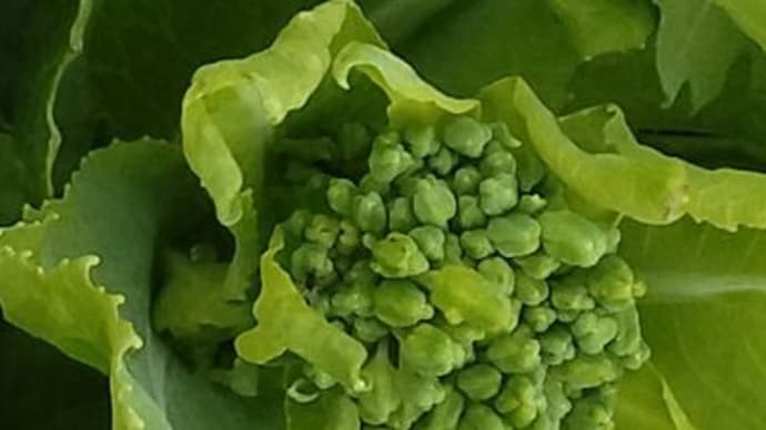 さて今日の野菜たちは?