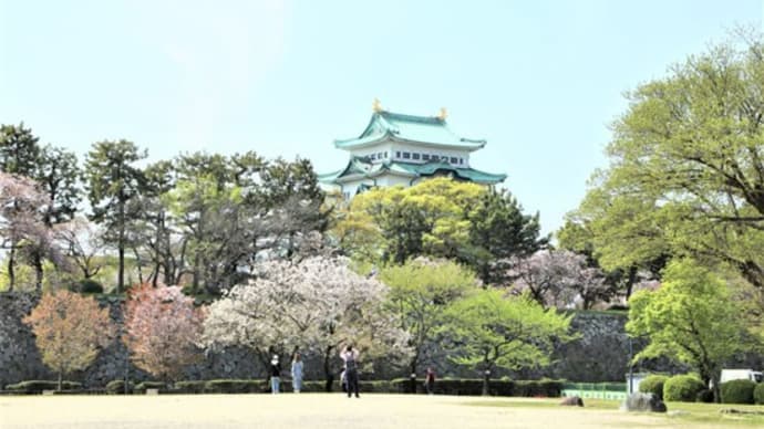 桜のたより　【番外】　名古屋城・なごりの桜見物＆続く藤の花🌹🌹