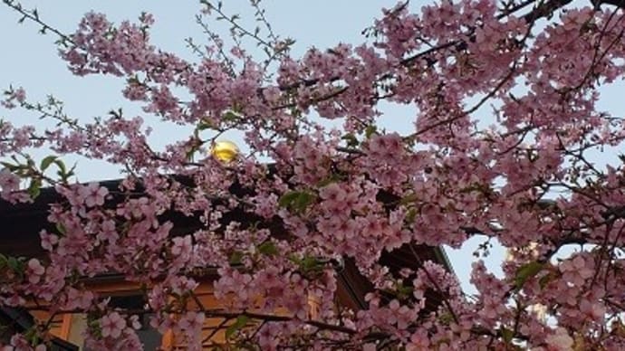 河津桜が満開になりました