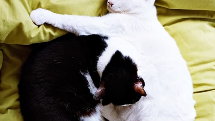 さぁさぁ