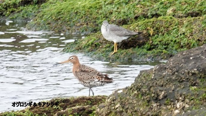 05/07探鳥記録写真:遠賀川河口の鳥たち(オグロシギ、キアシシギ、イソヒヨドリ♂、カワウ、)