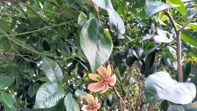 お花で一休み（１４２）　バナナの香りがするという花の木