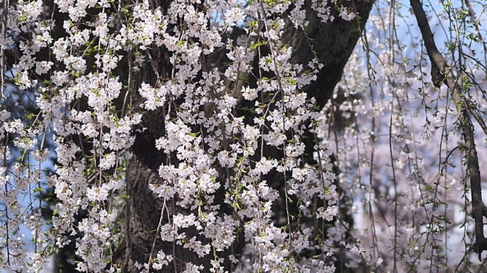 ★🌸桜と花嫁さん 2024