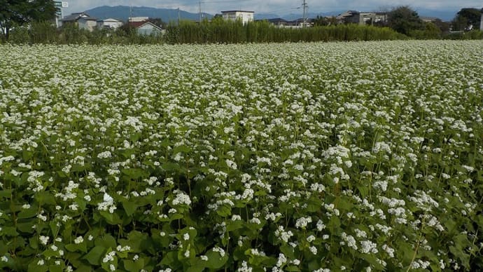 白の花咲く「蕎麦畑」（東近江市）