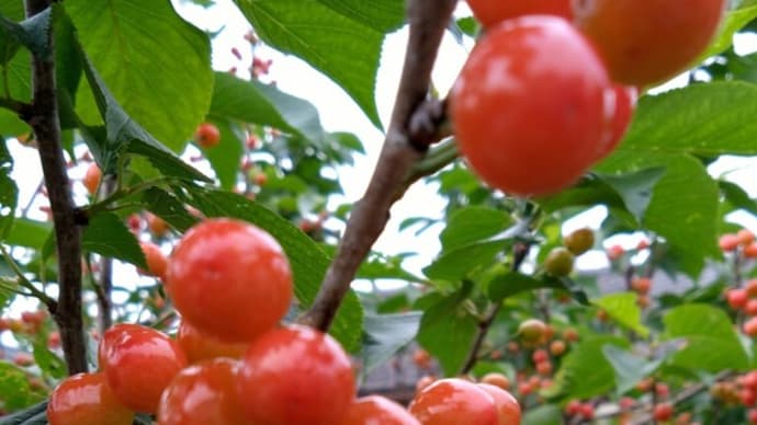 4月最後の記念館周辺