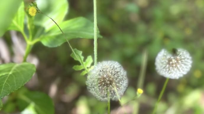 タンポポの綿毛 ふわふわ