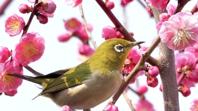 小さなお客さん