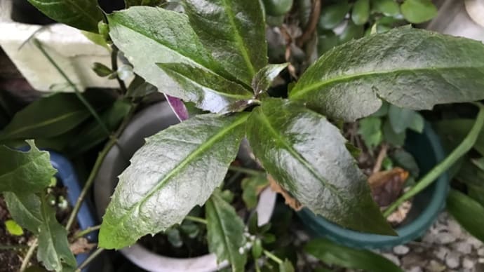 水前寺菜 (金時草、ハンダマ)はサラダに使えるって