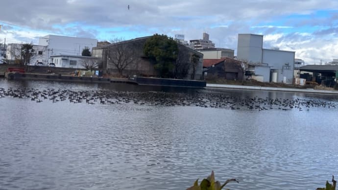 鳥の大群にビックリ((((;゚Д゚)))))))