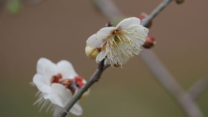 好天に恵まれた京都府立植物園にて(PartⅢ)