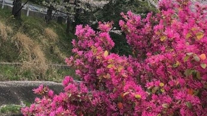 桜見物