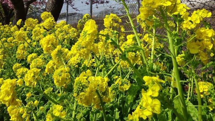 在フィリピン日本大使館が紹介した日本の桜