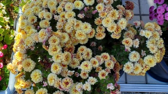 いつもありがとうございます🌻