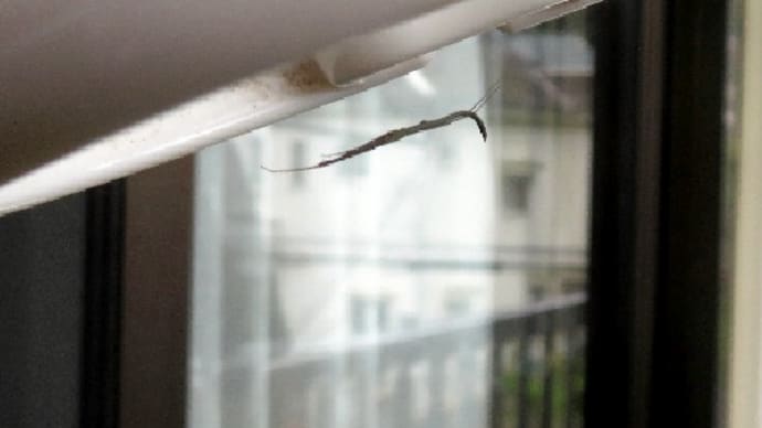 虫観察 クモ目 オナガグモと小さなクモの仲間。