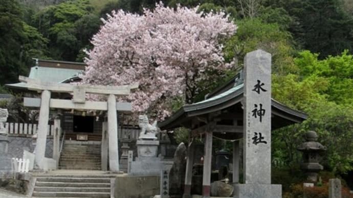 水神社のサクラ・庭の藤の花　２１０３３１