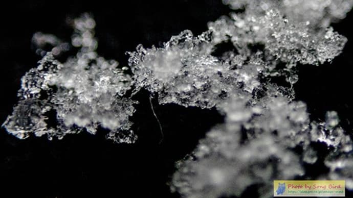 ボタン雪を撮ってみた