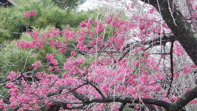 神社境内の桜 4月 ②【カンヒザクラ・シキザクラ・エドヒガン・シダレザクラ】