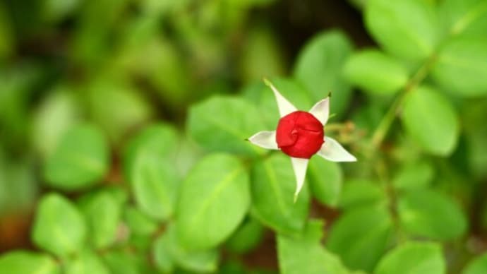 秋の谷津バラ園（ヨコ）