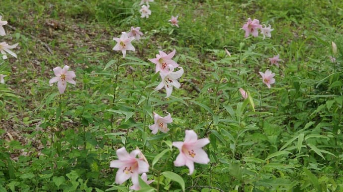 ササユリの咲く花の森