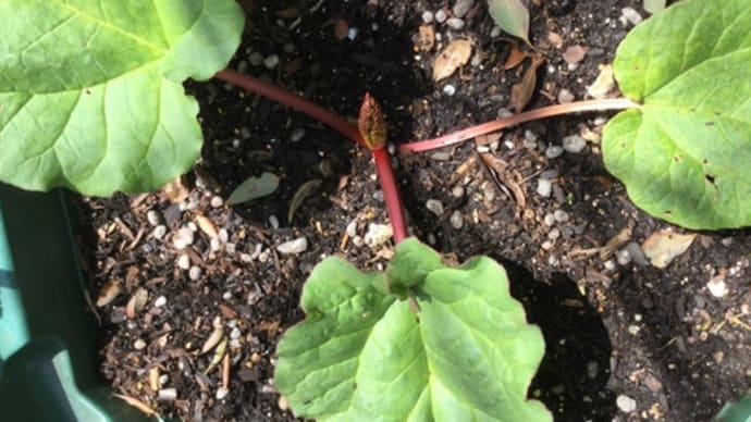 【こだわりの苗】ルバーブが恵の雨 DE元気、そして次は春夏野菜苗の定植準備