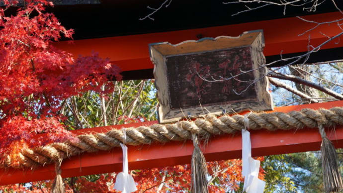 宇治市の紅葉 on 2024-12-1&12-2