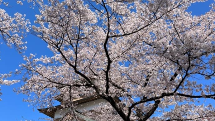 諏訪の桜🌸