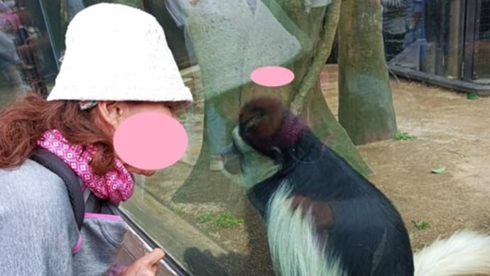アビニシアコロンブスが携帯に興味を持つてる「ズーラシア動物園」