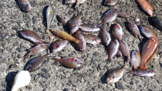 釣行と 調理の指南