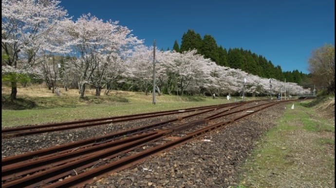 大畑駅の桜