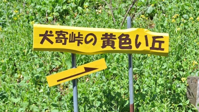 犬寄峠の黄色い丘
