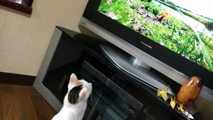 怪しいニャンコ?