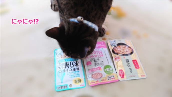 極楽ねこカレンダー参加賞、お気に入りは?