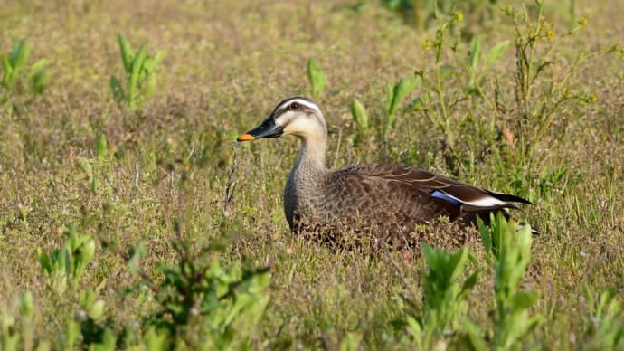 粟島の野鳥たち カルガモ