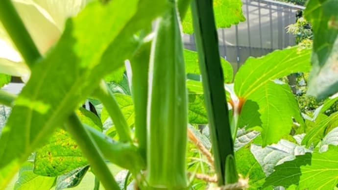 オクラの種取り