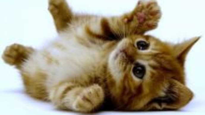 カワイイかわいい写真集【12】 !! 【やさしいワインです】