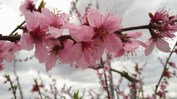 観桜三昧、この花たちもバラ科、梨＆桃。「お茶の京都」ラッピングディーゼル車で友帰る。