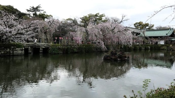 バス旅:三島日帰りバスツアー1・桜の三嶋大社