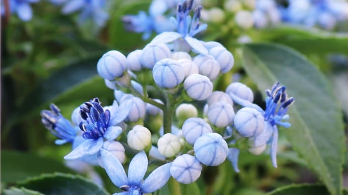 とうとう出会いました!宝石のような紫陽花*剪定のこと
