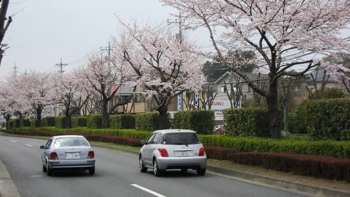 10-Apr-11　野猿街道の桜