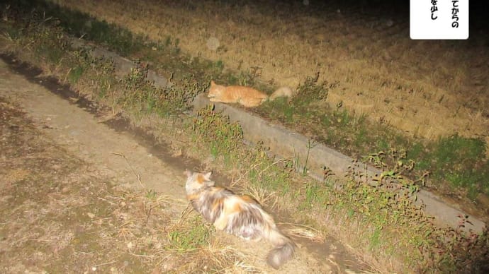 夜が視せるもの