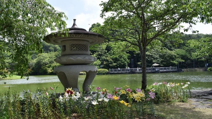 ユリ・あじさい狩り 静岡県袋井市 可睡ゆりの園2022年度開園(3)石灯篭とユリ